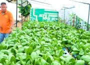 Rutan Tanjungpinang Akselerasi Program Ketahanan Pangan dengan Panen Sayur Hidroponik