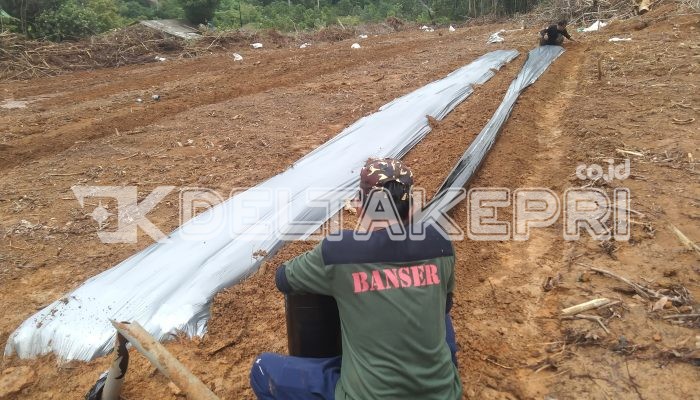 Panen Perdana! GP Ansor Tanjungpinang Berhasil Budidayakan Semangka di Ponpes Tebu Ireng