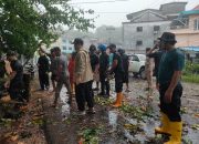 Hujan Deras, Pohon Tumbang di Km 2 Tanjungpinang, Arus Lalu Lintas Sempat Tersendat