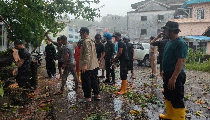 Hujan Deras, Pohon Tumbang di Km 2 Tanjungpinang, Arus Lalu Lintas Sempat Tersendat