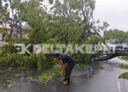 Pohon Tumbang di Jalan DI Panjaitan, Lalu Lintas Sempat Dialihkan