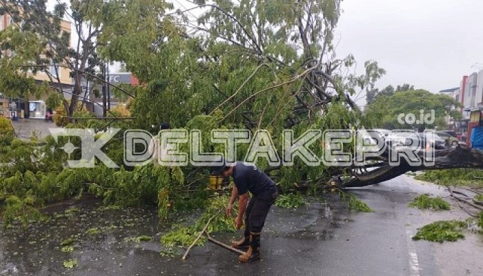 Pohon Tumbang di Jalan DI Panjaitan, Lalu Lintas Sempat Dialihkan