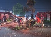 Pohon Tua Roboh Timpa Kios dan Ganggu Jalan Raya di Tanjungpinang