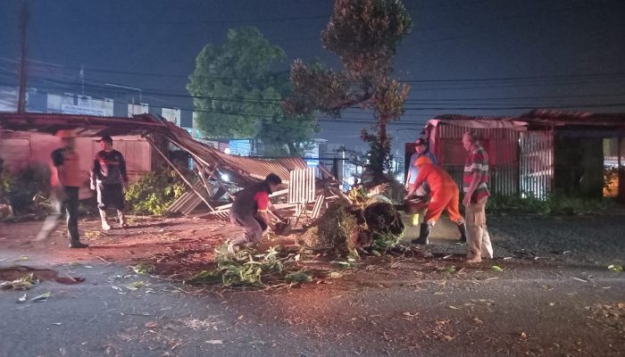 Pohon Tua Roboh Timpa Kios dan Ganggu Jalan Raya di Tanjungpinang