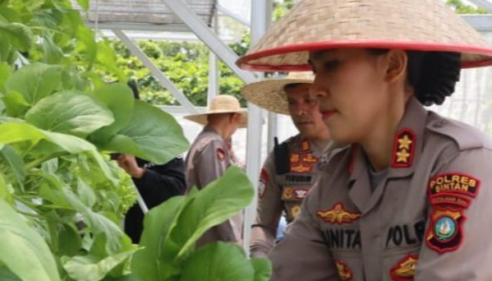 Polres Bintan Panen Sayur Hidroponik Tahap II