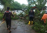 Hujan Belum Reda, Ancaman Pohon Tumbang Intai Pengguna Jalan Tanjungpinang