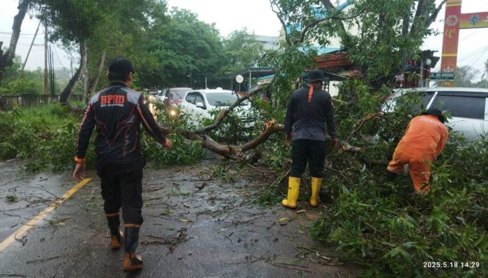 Hujan Belum Reda, Ancaman Pohon Tumbang Intai Pengguna Jalan Tanjungpinang
