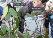 Cegah Abrasi, Pemko dan SMPN 10 Tanjungpinang Tanam Ribuan Mangrove