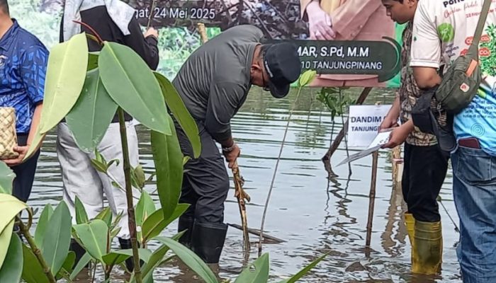 Cegah Abrasi, Pemko dan SMPN 10 Tanjungpinang Tanam Ribuan Mangrove