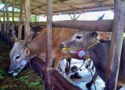 969 Ekor Sapi di Tanjungpinang Dinyatakan Sehat dan Layak Kurban