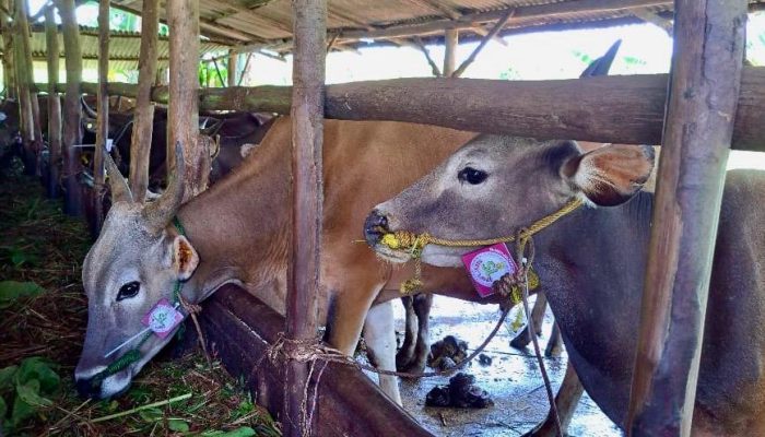 969 Ekor Sapi di Tanjungpinang Dinyatakan Sehat dan Layak Kurban