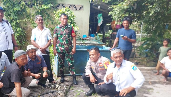 Lindungi Satwa, Buaya di Bintan Kini Dipindahkan ke Habitat yang Aman
