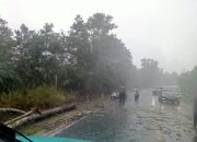Hujan Deras & Petir Tak Halangi Aksi Bhabinkamtibmas Evakuasi Pohon Tumbang!
