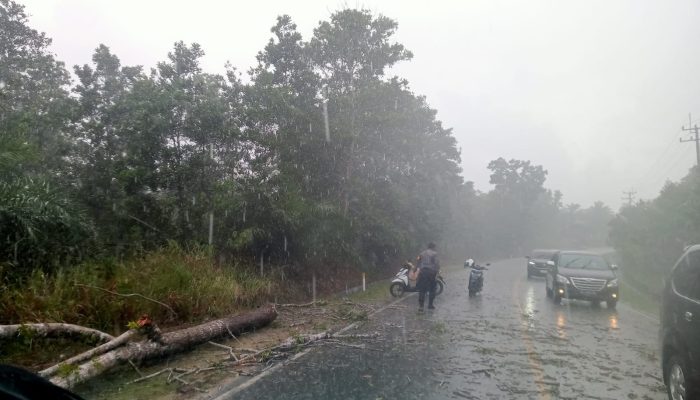 Hujan Deras & Petir Tak Halangi Aksi Bhabinkamtibmas Evakuasi Pohon Tumbang!