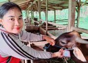 Label Sehat Layak, Jaminan Hewan Kurban Aman Konsumsi di Tanjungpinang