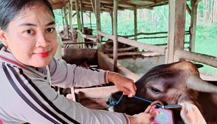 Label Sehat Layak, Jaminan Hewan Kurban Aman Konsumsi di Tanjungpinang