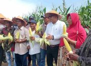 Lis Apresiasi Peran Polresta dalam Panen Raya Jagung Tanjungpinang