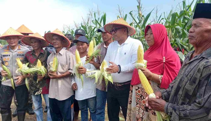 Lis Apresiasi Peran Polresta dalam Panen Raya Jagung Tanjungpinang