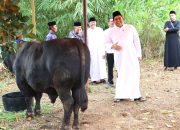 Sapi Super dari Presiden Prabowo Disembelih di Bintan, Roby: Terima Kasih Pak Presiden