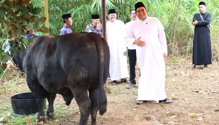 Sapi Super dari Presiden Prabowo Disembelih di Bintan, Roby: Terima Kasih Pak Presiden