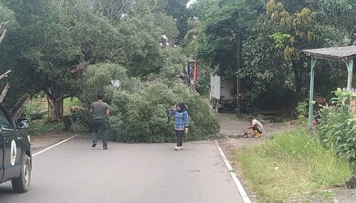 Pohon Tumbang di Sei Jang Tanjungpinang, Nyaris Timpa Pengendara Motor