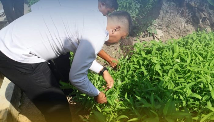 Bina Warga Lewat Berkebun, Lapas Narkotika Panen Sayur di Balik Jeruji