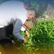 Bina Warga Lewat Berkebun, Lapas Narkotika Panen Sayur di Balik Jeruji