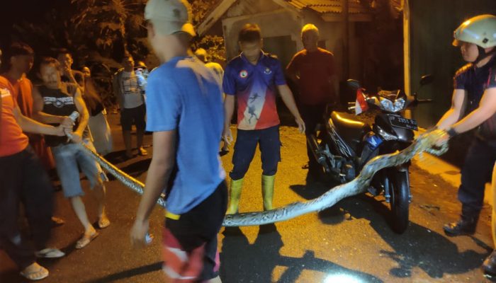 Tim Damkar Tanjungpinang Evakuasi Ular Sanca dari Parit Permukiman Warga