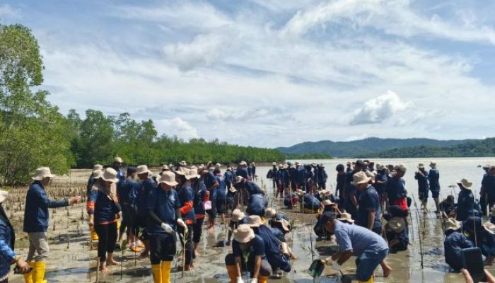 Tanam 5.000 Bibit Mangrove, Medco E&P Natuna Wujudkan Komitmen Lingkungan di Anambas