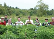 Sistem Pertanian Terpadu di Lingga Hasilkan Panen 350 Kg Cabe Rawit