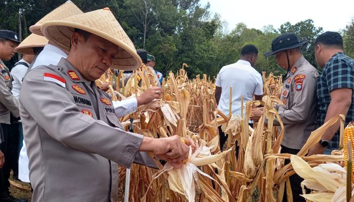 Satu Ton Jagung Dipanen, Polresta Tanjungpinang Perkuat Program Pangan
