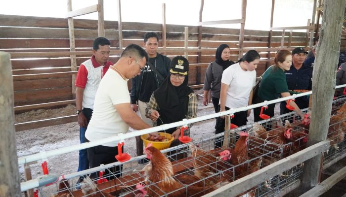 Panen Perdana di Kuala Maras, Strategi Bupati Aneng Lawan Lonjakan Harga Telur