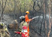 Kebakaran Hutan di Batam, Brimob dan Damkar Cegah Api Meluas