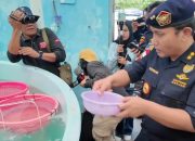 Hendak Diselundupkan, Ribuan Benih Lobster Diamankan Bea Cukai
