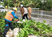 Kabel Listrik Tertimpa Pohon, Akses Jalan Senggarang Sempat Terganggu