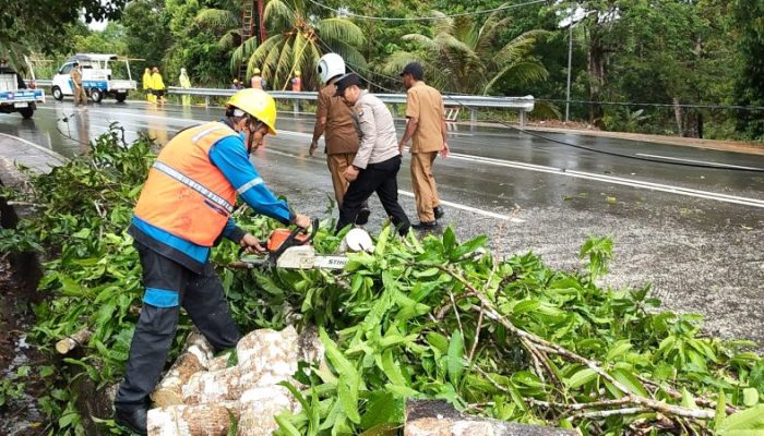 Kabel Listrik Tertimpa Pohon, Akses Jalan Senggarang Sempat Terganggu