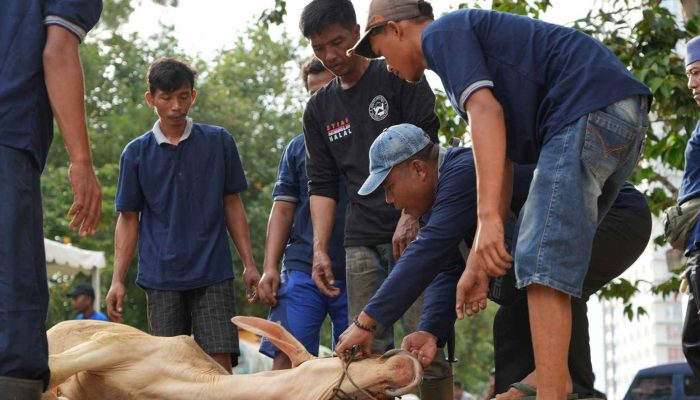 BP Batam Sembelih 33 Hewan Kurban pada Idul Adha 1447 H
