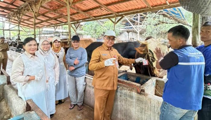 Hewan Kurban di Tanjungpinang Dipantau Ketat, DPPP Pastikan Kondisi Sehat