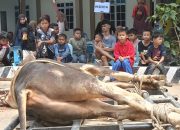 Sapi Kurban dari Kasal hingga Gubernur Kepri Disembelih di Masjid Al Hikmah