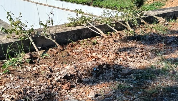 BP Batam: Perusakan Bugenvil Ganggu Upaya Percantik Kota Batam