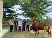 Ponpes Bintan Terima Sapi Kurban Premium dari Kapolda Kepri