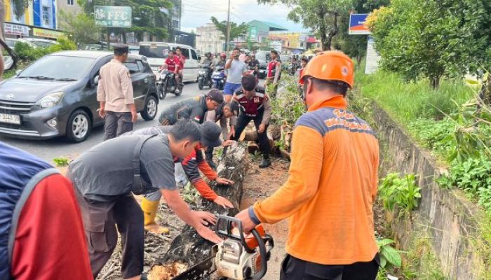 Pohon Tumbang di Jalan Tanjungpinang–Uban, Dua Pengendara Terluka