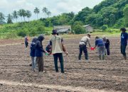 Polisi dan Mahasiswa UGM Tanam Jagung di Anambas, Dukung Program Swasembada Pangan