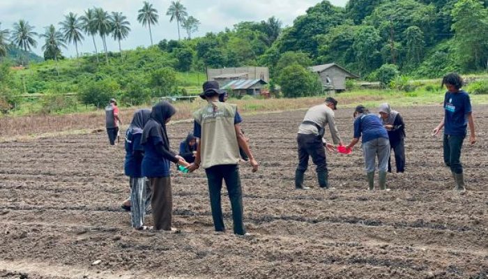 Polisi dan Mahasiswa UGM Tanam Jagung di Anambas, Dukung Program Swasembada Pangan