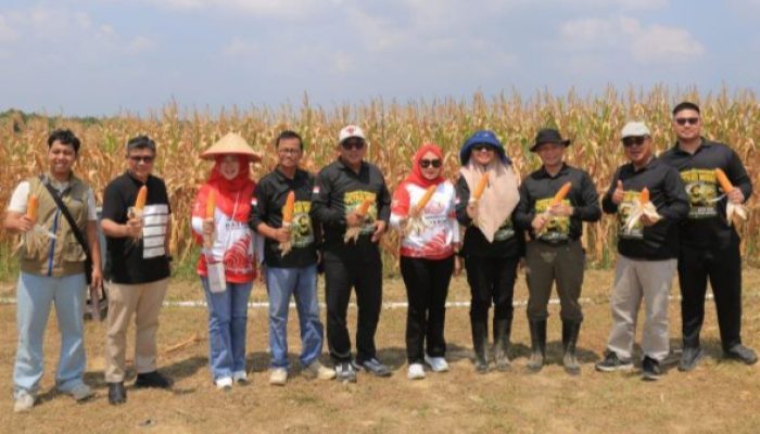 Lahan Terbatas Tak Jadi Penghalang, Petani Gen Z Panen Jagung di Senggarang