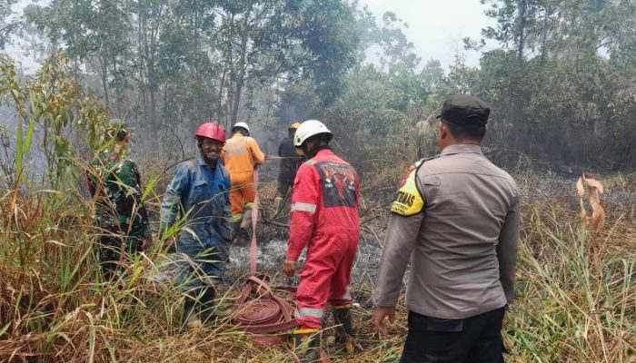Lima Hektare Lahan di Teluk Sebong Terbakar, Penyebab Masih Diselidiki