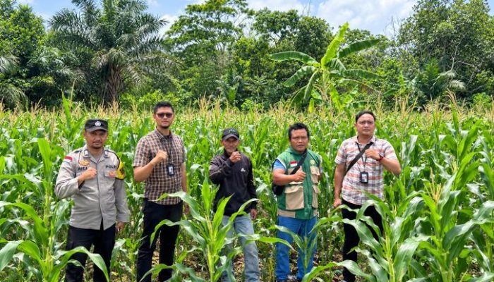 Petani Jagung Binaan Polsek Gunung Kijang Dapat Dukungan KUR Mikro dari BRI